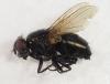 Lucilia sp.